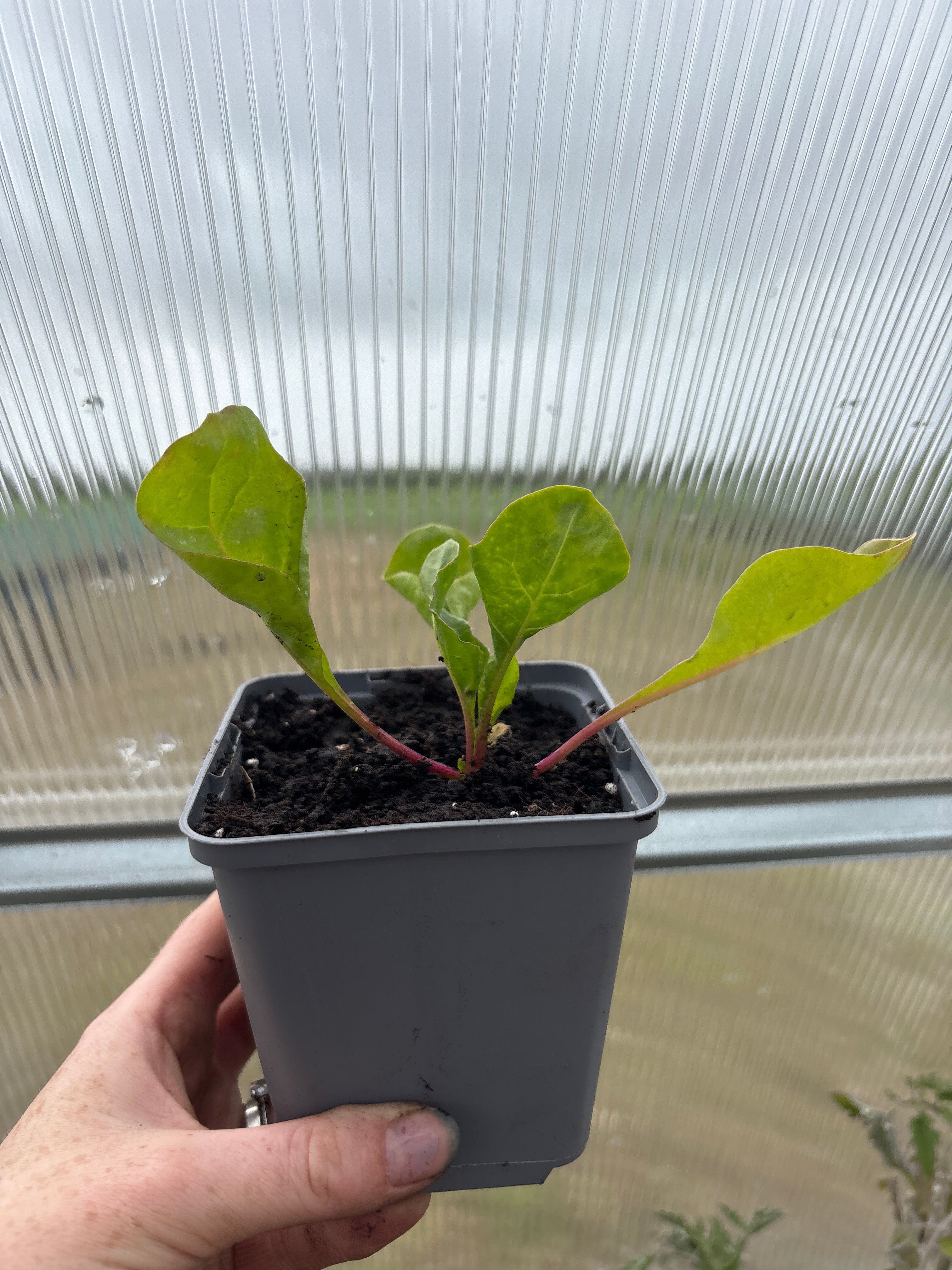 Perpetual Spinach